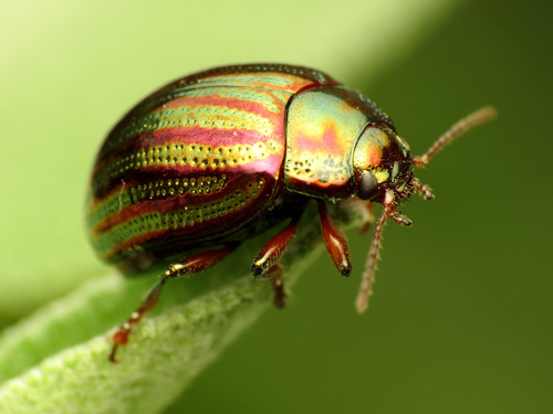 Rosemary Beetle