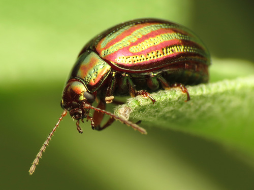 Rosemary Beetle