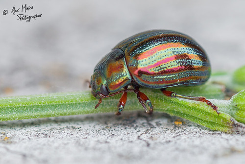 Rosemary Beetle