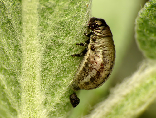 Rosemary Beetle