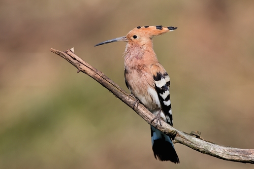 Common Hoopoe