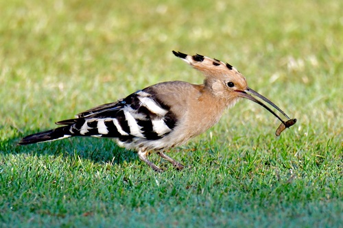 Common Hoopoe