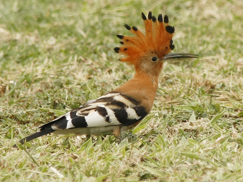 Common Hoopoe
