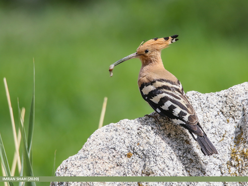 Common Hoopoe