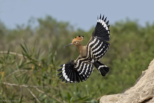 Common Hoopoe