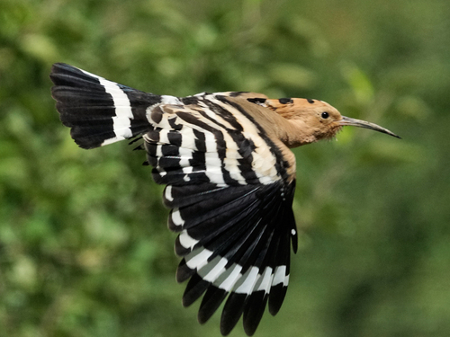 Common Hoopoe