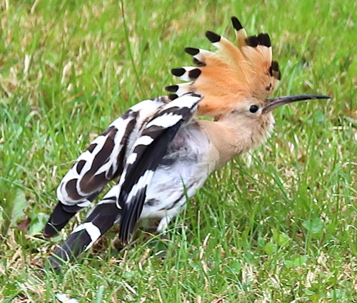 Common Hoopoe