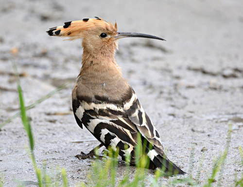 Common Hoopoe