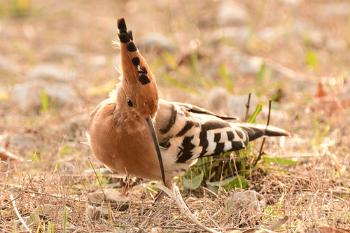 Common Hoopoe