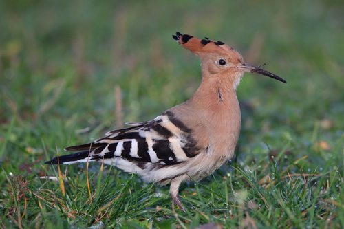 Common Hoopoe