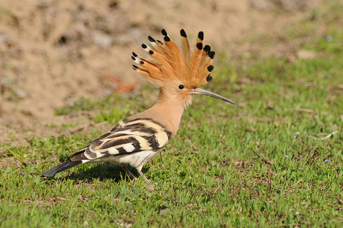 Common Hoopoe
