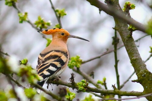 Common Hoopoe