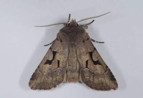 Hebrew Character