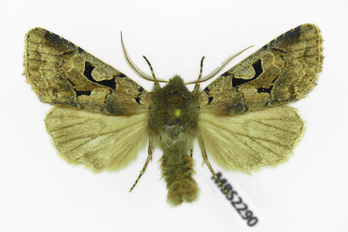 Hebrew Character