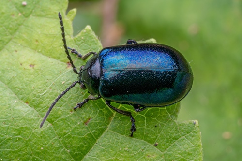 Alder Leaf Beetle
