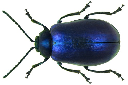 Alder Leaf Beetle