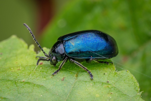 Alder Leaf Beetle