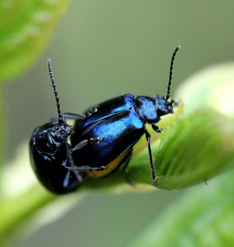 Alder Leaf Beetle