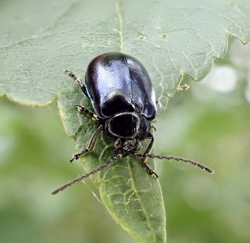 Alder Leaf Beetle