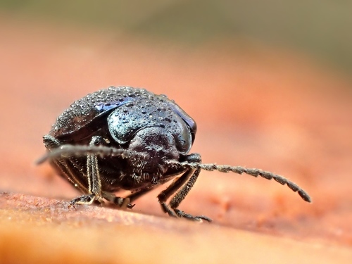 Alder Leaf Beetle