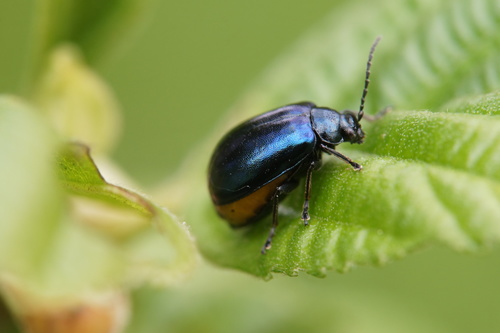 Alder Leaf Beetle