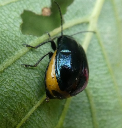 Alder Leaf Beetle