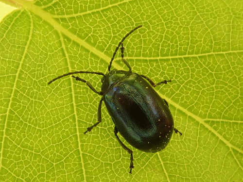 Alder Leaf Beetle