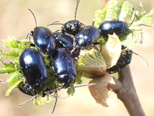 Alder Leaf Beetle