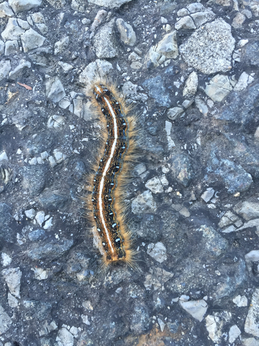 Eastern Tent Caterpillar Moth