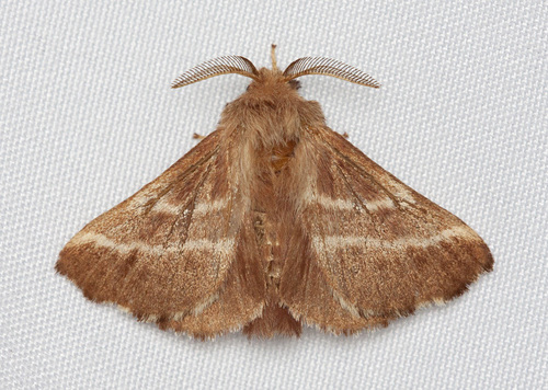 Eastern Tent Caterpillar Moth
