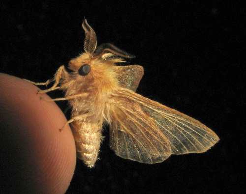 Eastern Tent Caterpillar Moth