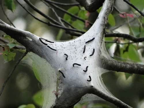 Eastern Tent Caterpillar Moth