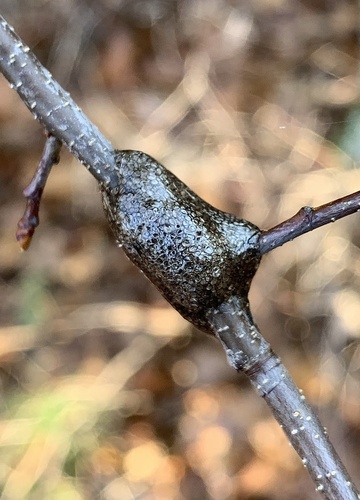 Eastern Tent Caterpillar Moth