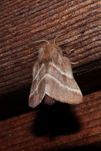 Eastern Tent Caterpillar Moth