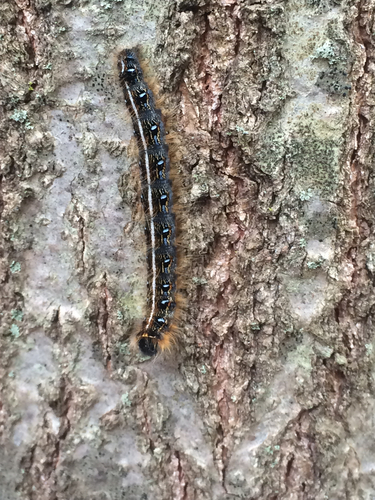 Eastern Tent Caterpillar Moth