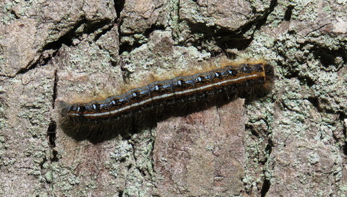 Eastern Tent Caterpillar Moth
