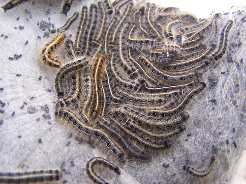Eastern Tent Caterpillar Moth