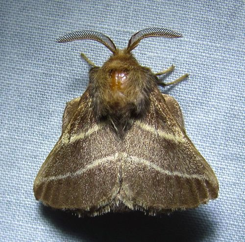 Eastern Tent Caterpillar Moth