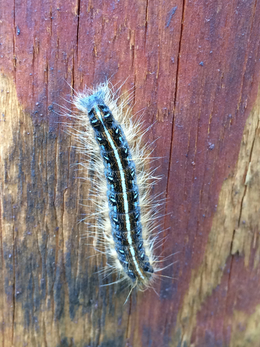Eastern Tent Caterpillar Moth