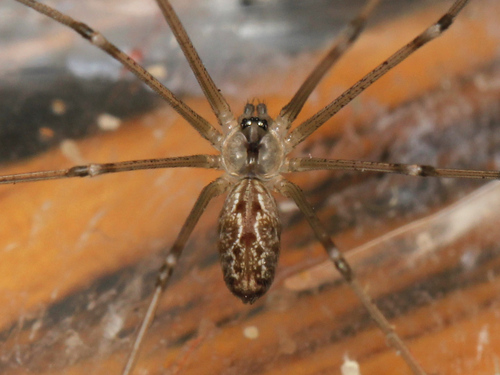Marbled Cellar Spider