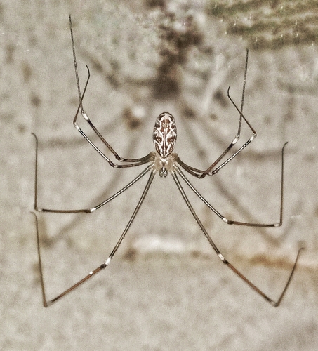 Marbled Cellar Spider
