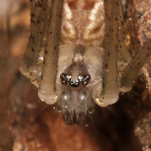 Marbled Cellar Spider