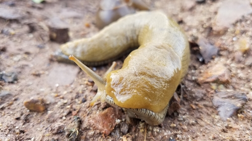 Button's Banana Slug