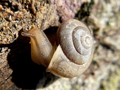 Asian Tramp Snail