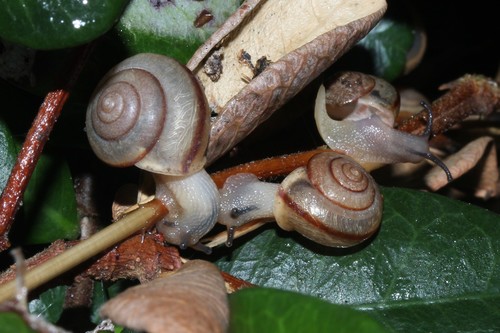 Asian Tramp Snail