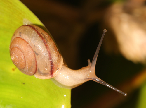 Asian Tramp Snail