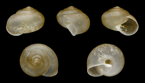 Asian Tramp Snail