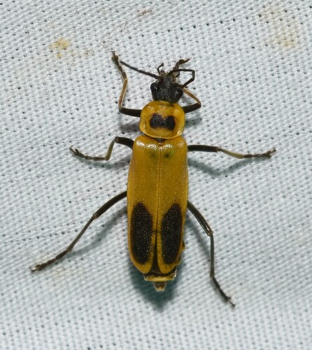 Goldenrod Soldier Beetle