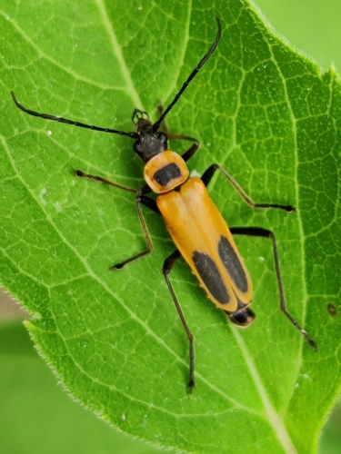 Goldenrod Soldier Beetle