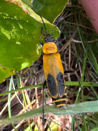 Goldenrod Soldier Beetle